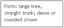 Text Box: Form: large tree, straight trunk; dense or rounded crown
