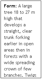 Text Box: Form: A large tree 18 to 27 m high that develops a straight, clear trunk forking earlier in open areas then in forests with a wide spreading crown of few branches. Twigs and branches quite stout.
