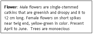 Text Box: Flower: Male flowers are single-stemmed catkins that are greenish and droopy and 8 to 12 cm long. Female flowers on short spikes near twig end, yellow-green in color. Present April to June.  Trees are monoecious

