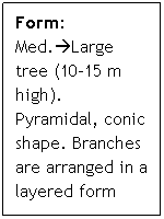 Text Box: Form: Med.Large tree (10-15 m high). Pyramidal, conic shape. Branches are arranged in a layered form
