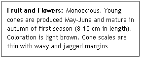 Text Box: Fruit and Flowers: Monoecious. Young cones are produced May-June and mature in autumn of first season (8-15 cm in length). Coloration is light brown. Cone scales are thin with wavy and jagged margins
