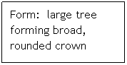 Text Box: Form:  large tree forming broad, rounded crown
