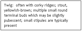 Text Box: Twig:  often with corky ridges; stout, yellowish-brown; multiple small round terminal buds which may be slightly pubescent; small stipules are typically present
