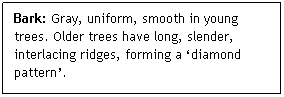 Text Box: Bark: Gray, uniform, smooth in young trees. Older trees have long, slender, interlacing ridges, forming a diamond pattern. 
