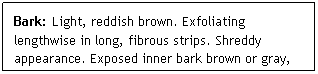 Text Box: Bark: Light, reddish brown. Exfoliating lengthwise in long, fibrous strips. Shreddy appearance. Exposed inner bark brown or gray, smooth. 
