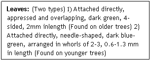 Text Box: Leaves: (Two types) 1) Attached directly, appressed and overlapping, dark green, 4-sided, 2mm inlength (Found on older trees) 2) Attached directly, needle-shaped, dark blue-green, arranged in whorls of 2-3, 0.6-1.3 mm in length (Found on younger trees)

