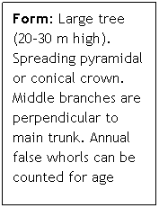 Text Box: Form: Large tree (20-30 m high). Spreading pyramidal or conical crown. Middle branches are perpendicular to main trunk. Annual false whorls can be counted for age
 
