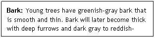 Text Box: Bark: Young trees have greenish-gray bark that is smooth and thin. Bark will later become thick with deep furrows and dark gray to reddish-brown
