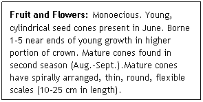Text Box: Fruit and Flowers: Monoecious. Young, cylindrical seed cones present in June. Borne 1-5 near ends of young growth in higher portion of crown. Mature cones found in second season (Aug.-Sept.).Mature cones have spirally arranged, thin, round, flexible scales (10-25 cm in length).
