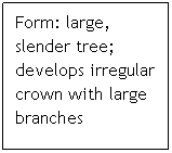 Text Box: Form: large, slender tree; develops irregular crown with large branches  
