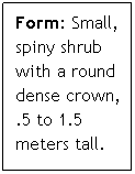 Text Box: Form: Small, spiny shrub with a round dense crown, .5 to 1.5 meters tall. 
