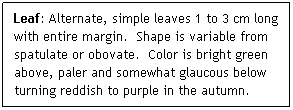 Text Box: Leaf: Alternate, simple leaves 1 to 3 cm long with entire margin.  Shape is variable from spatulate or obovate.  Color is bright green above, paler and somewhat glaucous below turning reddish to purple in the autumn. 
