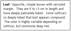 Text Box: Leaf: Opposite, simple leaves with serrated margin.  They are 5 to 13 cm in length and have deeply palmately lobed.  Some cultivars so deeply lobed that leaf appears compound.   The color is highly variable depending on cultivar, but commonly deep red. 
