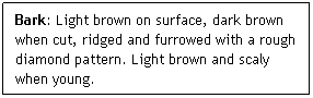 Text Box: Bark: Light brown on surface, dark brown when cut, ridged and furrowed with a rough diamond pattern. Light brown and scaly when young.
