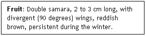 Text Box: Fruit: Double samara, 2 to 3 cm long, with divergent (90 degrees) wings, reddish brown, persistent during the winter. 
