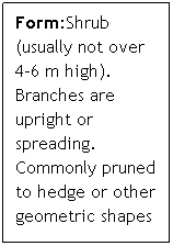 Text Box: Form:Shrub (usually not over 4-6 m high). Branches are upright or spreading. Commonly pruned to hedge or other geometric shapes

