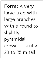 Text Box: Form: A very large tree with large branches with a round to slightly pyramidal crown.  Usually 20 to 25 m tall but can  reach up to 30 m in height. 
