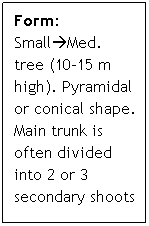 Text Box: Form: SmallMed. tree (10-15 m high). Pyramidal or conical shape. Main trunk is often divided into 2 or 3 secondary shoots
