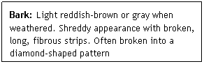 Text Box: Bark: Light reddish-brown or gray when weathered. Shreddy appearance with broken, long, fibrous strips. Often broken into a diamond-shaped pattern
