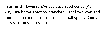 Text Box: Fruit and Flowers: Monoecious. Seed cones (April-May) are borne erect on branches, reddish-brown and round. The cone apex contains a small spine. Cones persist throughout winter
