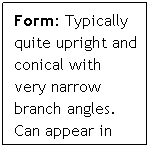Text Box: Form: Typically quite upright and conical with very narrow branch angles. Can appear in odd shapes
