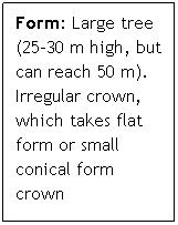 Text Box: Form: Large tree (25-30 m high, but can reach 50 m).  Irregular crown, which takes flat form or small conical form crown
 
