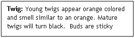Text Box: Twig: Young twigs appear orange colored and smell similar to an orange. Mature twigs will turn black.  Buds are sticky
