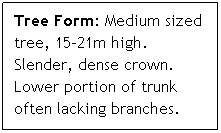 Text Box: Tree Form: Medium sized tree, 15-21m high. Slender, dense crown. Lower portion of trunk often lacking branches.
