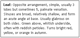 Text Box: Leaf: Opposite arrangement, simple, usually 3 lobes but sometimes 5, palmate venation. Sinuses are broad, relatively shallow, and form an acute angle at base. Usually glabrous on both sides. Green above, whitish underside, often with reddish petioles. Turns bright red, yellow, or orange in autumn.

