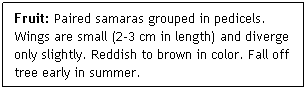 Text Box: Fruit: Paired samaras grouped in pedicels. Wings are small (2-3 cm in length) and diverge only slightly. Reddish to brown in color. Fall off tree early in summer.

