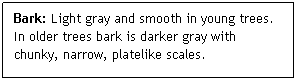 Text Box: Bark: Light gray and smooth in young trees. In older trees bark is darker gray with chunky, narrow, platelike scales.
