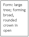 Text Box: Form: large tree; forming broad, rounded crown in open 
