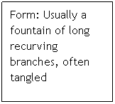 Text Box: Form: Usually a fountain of long recurving branches, often tangled
 
