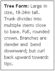 Text Box: Tree Form: Large in size, 18-24m tall. Trunk divides into multiple stems close to base. Full, rounded crown. Branches are slender and  bend downward; but curl back upward towards tips.
