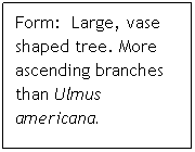 Text Box: Form:  Large, vase shaped tree. More ascending branches than Ulmus americana.
 
