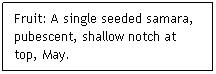 Text Box: Fruit: A single seeded samara, pubescent, shallow notch at top, May.
 
