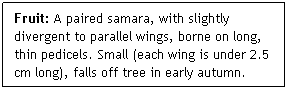 Text Box: Fruit: A paired samara, with slightly divergent to parallel wings, borne on long, thin pedicels. Small (each wing is under 2.5 cm long), falls off tree in early autumn.
