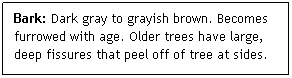 Text Box: Bark: Dark gray to grayish brown. Becomes furrowed with age. Older trees have large, deep fissures that peel off of tree at sides.
