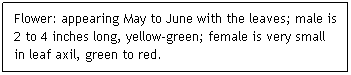 Text Box: Flower: appearing May to June with the leaves; male is 2 to 4 inches long, yellow-green; female is very small in leaf axil, green to red.
