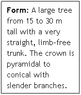 Text Box: Form: A large tree from 15 to 30 m tall with a very straight, limb-free trunk. The crown is pyramidal to conical with slender branches.
