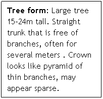 Text Box: Tree form: Large tree 15-24m tall. Straight trunk that is free of branches, often for several meters . Crown looks like pyramid of thin branches, may appear sparse.
 
