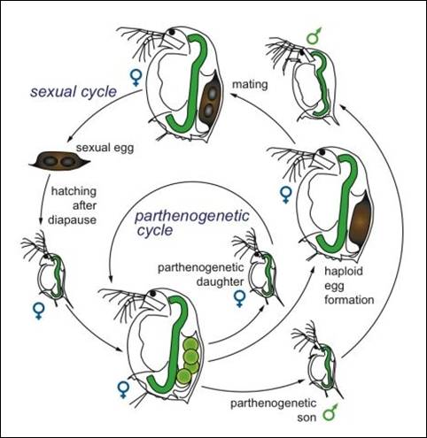 Cladoceran life cycle.jpg