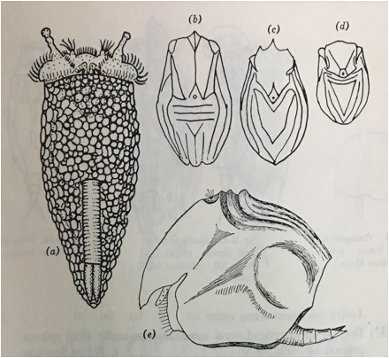 Description: 4 species of Ploessoma